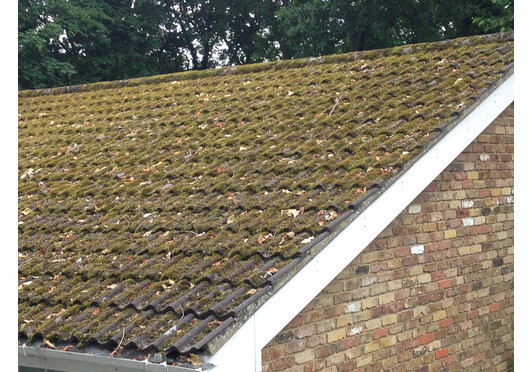 Abundance of moss on roofs due to mild Winter