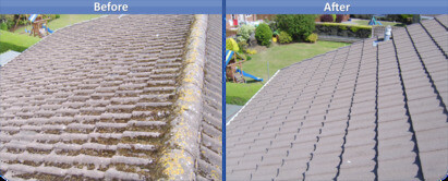 Abundance of moss on roofs due to mild Winter